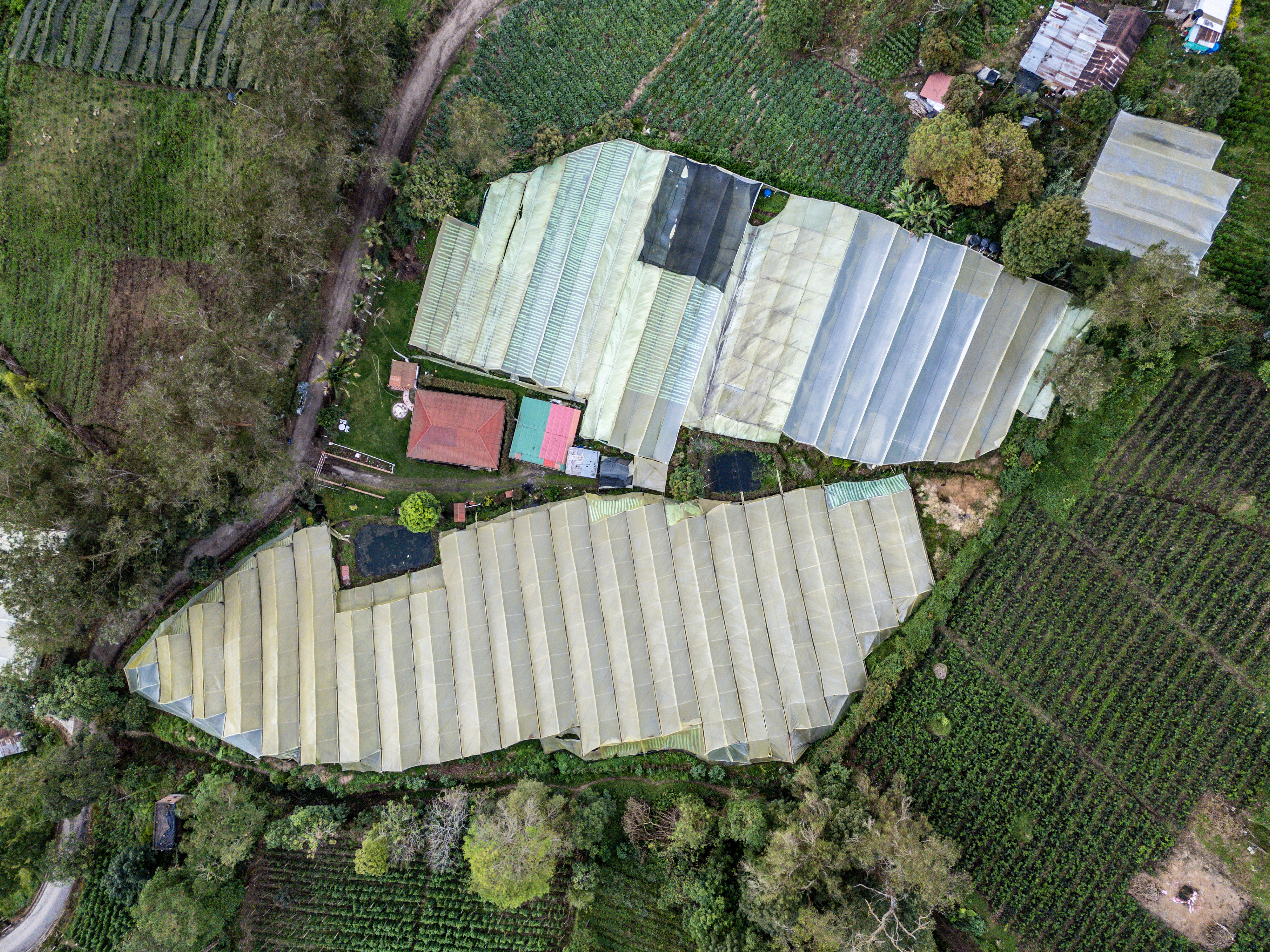 follajes naturales Monteverde